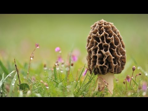 Morel Mushroom Hunting in Southwest Missouri. Morel Mushroom Hunting in Southwest Missouri.