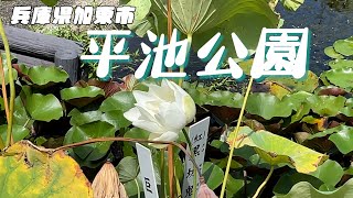 珍しい蓮など水生植物が多くみられる公園♪兵庫県加東市「平池公園」