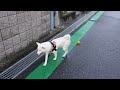 年末に白柴犬と散歩