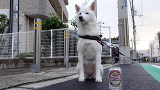 年末に白柴犬と散歩