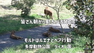 ライオン園　朝から活発なライオン園　モルトとルエナのペア行動その1　多摩動物公園