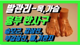 [발관리,발반사요법] 흉부 반사구_ 승모근,갑상선,부갑상선,폐/기관지