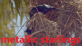 metallic starlings - build their nests