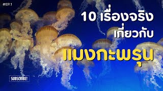 10 เรื่องจริง เกี่ยวกับ “แมงกะพรุน” สัตว์ตัวใส ไร้สมอง (ที่คุณอาจไม่เคยรู้) | EP.1 | เล่า