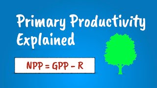 Primary Productivity Explained