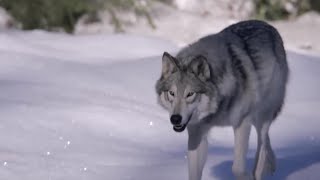 Caribou Spot Wolves Using Uv Vision  Animal Super Senses  Bbc Earth