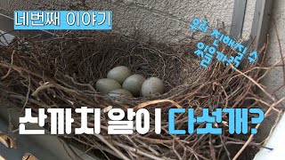 산까치 알이 다섯개?(네번째 이야기)