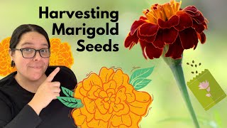 Harvesting Seeds from Flowers - Marigolds - Gardening Tips \u0026 Gift Ideas