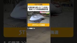 吉岡記者も唸った「人生初」　美味クジラ肉商業捕鯨再開　消費拡大なるか？あす市場に #shorts