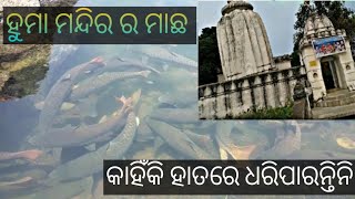 ହୁମା ମନ୍ଦିର ର ମାଛ କାହିଁକି ହାତରେ ଧରିପାରନ୍ତିନି ଆସନ୍ତୁ ଜାଣିବା ରହସ୍ୟ