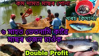 আমাৰ পুখুৰীৰ ভেতনামি কাৱৈ মাছৰ 6 মাহত ওজন চাওঁক | Assam fish seed Supplyer |bhetnami kawoi mass puna