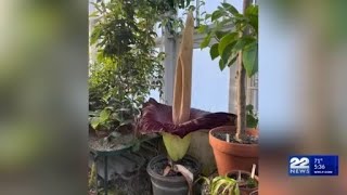 Rare corpse flower blooms at Mount Holyoke College