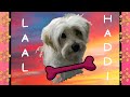 Laal Haddi (redbone rendition) | Official Lyric Video | Arsal Khan ft Kashan Akmal