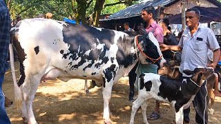 @আজ ২২/১০/২৪ | উন্নত জাতের দুধের গাভী ও বাছুর গরুর দাম | আফতাবগঞ্জ  হাট |দিনাজপুর