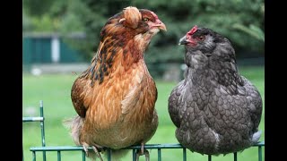 38.  ARAUCANA HÜHNER im RASSEPORTRAIT