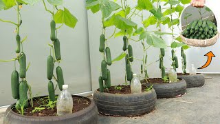 Try growing cucumbers with soybean residue, the results are unexpected