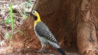 Three species of WOODPECKER, GREEN-BARRED-WOODPECKER, CAMPO-FLICKER, LINEATED WOODPECKER,