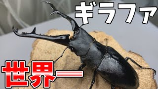 【ギラファ】世界最大のクワガタの産卵セット組んでみた！！【産卵セット】【昆虫】