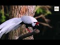 raising white pheasants a comprehensive how to guide