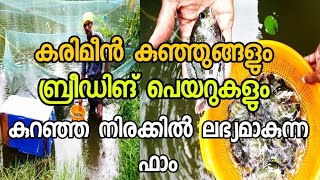 കരിമീൻ വളർത്തൽ | karimeen Breeding | Karimeen Seed Production | കരിമീൻ ബ്രീഡിങ് | Karimeen Fish pair