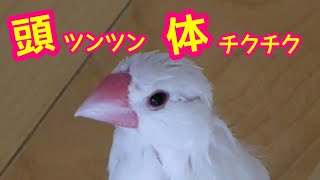 文鳥　換羽で羽がはえかわり中のチッチ Java sparrow