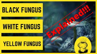 கருப்பு பூஞ்சை தொற்று| BLACK FUNGUS| WHITE FUNGUS| YELLOW FUNGUS| SYMPTOMS AND RISKS - Explained!