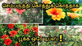 செம்பருத்தி ஆயிரக்கணக்கில் பூக்க ஒரே டிப்ஸ்! | Hibiscus 🌺 Tips | தமிழ்...