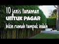 10 JENIS TANAMAN UNTUK PAGAR RUMAH, BIKIN RUMAH TAMPAK INDAH