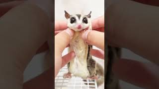 Sugar glider whose body stretches a lot #shorts