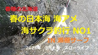 2023年3月上旬　春暖の日本海海アメ・海サクラ釣行　NO1～IN 瀬棚サーフ～