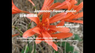 枯野に赤い狐？！Red fox on a dead field？！　狐の剃刀（きつねのかみそり）Lycoris sanguinea　季節の花　日本花図鑑　Japanese flower guide