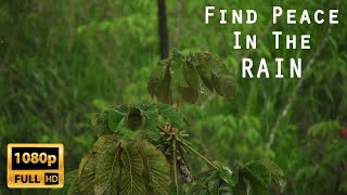 Rainforest Rain Sounds | White Noise Rain |  Soothing Relaxation | Jungle Rain | Mind Vacation 🕊06