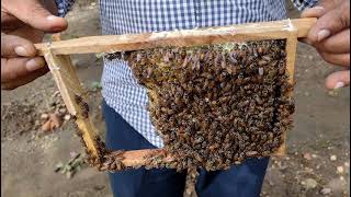 தேனீ பெட்டி பராமரிப்பு செய்வது எப்படி? தேனீ வளர்ப்பு. Theni valarpu. Honey bee tamil