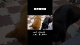 【柴犬】やんちゃすぎる弟の巻き添えになる兄　Shiba Inu Ouch! #柴犬 #shibainu #dog #やんちゃ犬