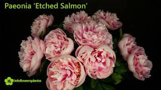 Time lapse Paeonia Etched Salmon