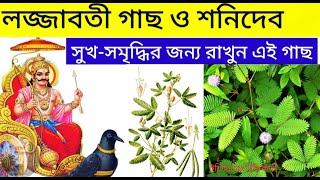 শনি দেবের বাস লজ্জাবতী গাছে : বাড়িতে শামী গাছ সুখ সমৃদ্ধি আনে | Lojjaboti Gach উপকারিতা  Shani Puja