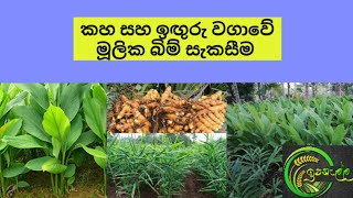 කහ - ඉඟුරු වගාවේ මූලික බිම් සැකසීම - Tumeric - Ginger Cultivation in srilanka