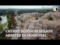 Cherry blossom season arrives in Shanghai, China