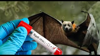 നമുക്ക് നിപയെ പ്രതിരോധിക്കാം... Let's defend Nipah virus