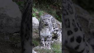 Top 10 Epic Facts About Snow Leopards!!! #animals #wildlife #nature #top10 #facts #cat #cats