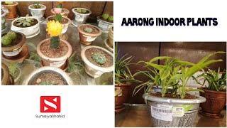 Conception about the price of Aarong indoor plant/ আড়ং এ প্লান্ট সেকশনে গাছের দাম সম্পর্কে আইডিয়া