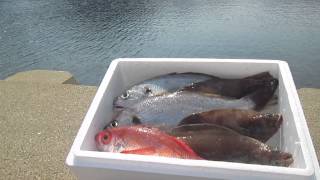 対馬まごころ産直便　朝一魚 　　　They are direct-delivery-from-the-farm facilities at the Tsushima time.