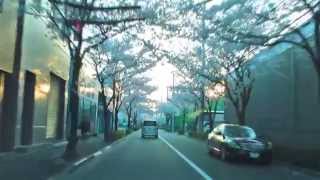 [drive japan]桜並木 -Row of Cherry Blossom Trees-