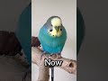 still singing his song 🎵🦜 composer musiclover