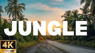 JUNGLE(4K UHD) - Amazing Beautiful Nature Scenery with Relaxing Music- 4K Video UltraHD