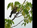 Red-winged Blackbird Call and Tree Branch Hopping - A Bird Sitting In A Tree - #shorts