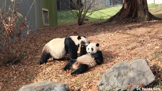 #Giantpanda #xiaoqiji Play Session in the Leaves with Mama Mei 🐼😍💜💞