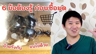 6 ข้อต้องรู้ก่อนซื้อมด รู้แล้ว ซื้อมดได้เลยจ้า