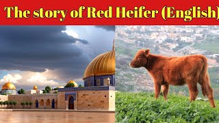 The coffin of Sakina |Haikal E Suleman|The story of Red Cow |Red Heifer Sacrifice