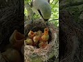 Long tailed bird feeding hungry babies (p5)#viral #shorts feed #shorts #trending